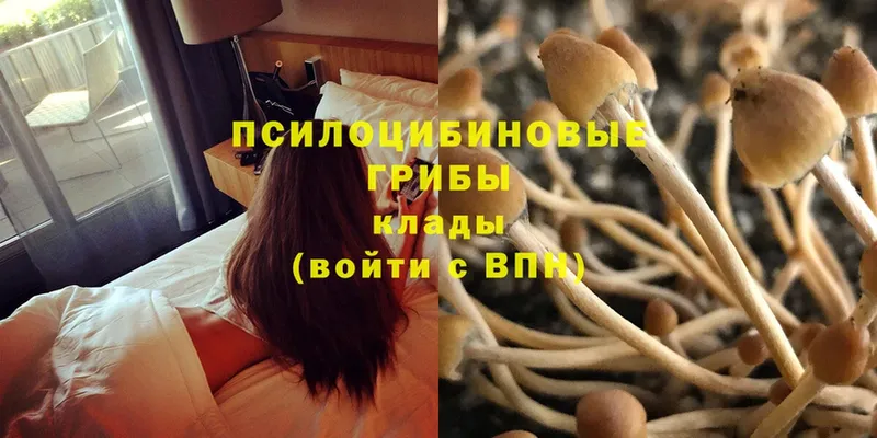 Галлюциногенные грибы Psilocybine cubensis  Апатиты 